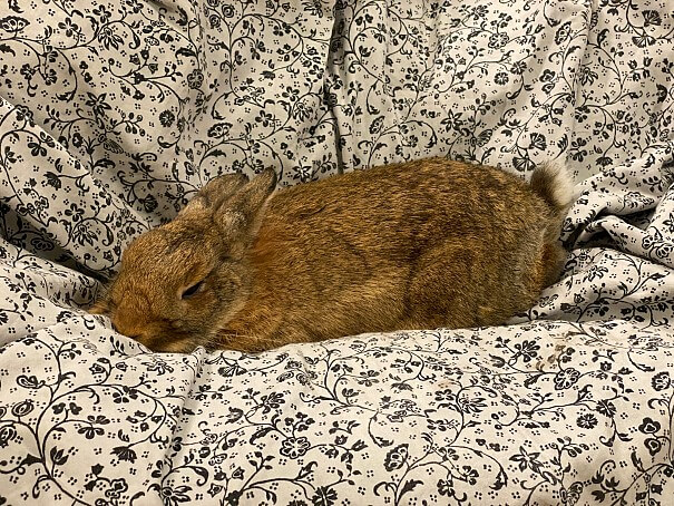 szobatiszta nyuszi fotelen