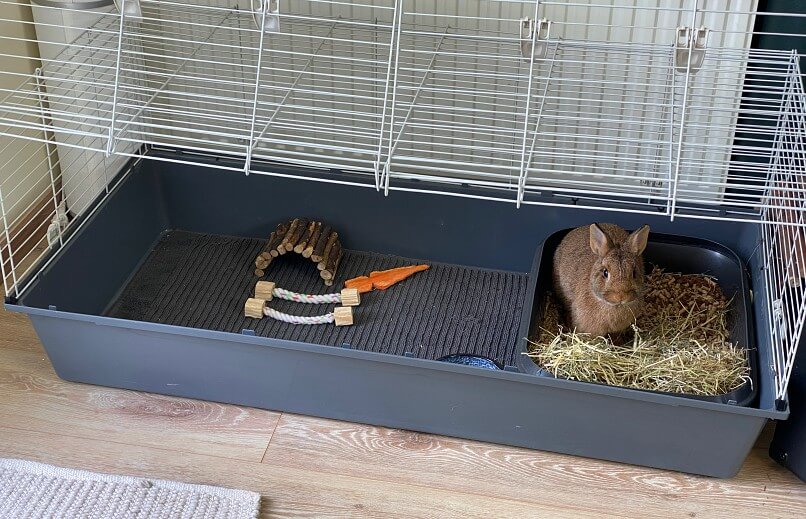 szobatiszta törpenyúl