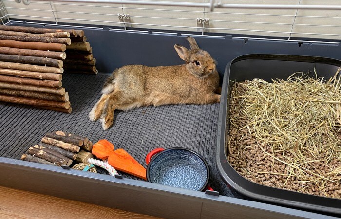 törpenyúl szobatiszta