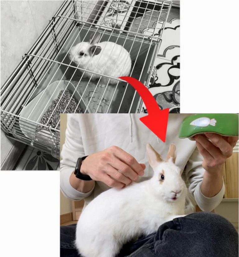 törpenyúl tanítás